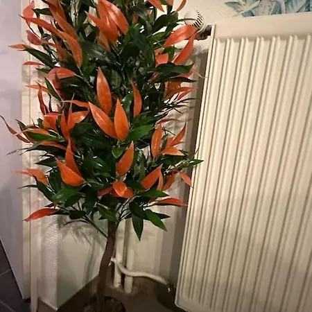 The Jungle Strasbourg * Schiltigheim